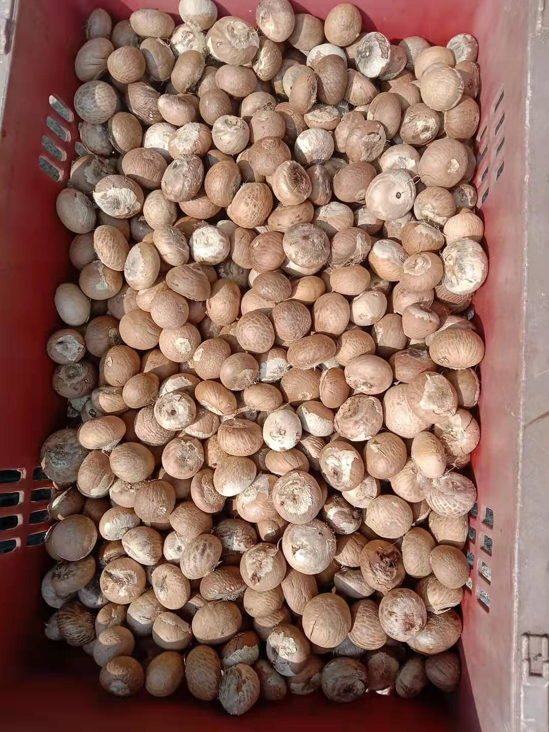 【进口案例】印度尼西亚槟榔果南海九江码头进口报关清关 【进口案例】印度尼西亚槟榔果南海九江码头进口报关清关