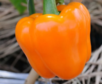 b17791b6ddf68a1785b47e08d72de9b2.png 甜椒.png