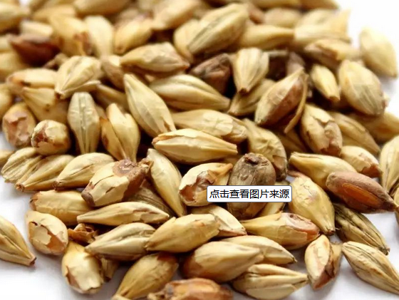 79b581734a239940d6ee8a5a6ab232af.png 麦芽.png