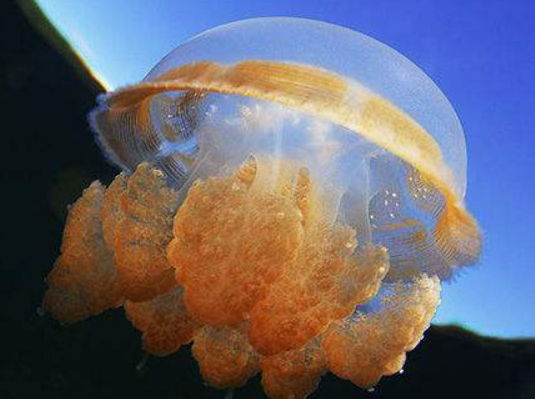 45ef9f61dec15c08e8803cbf24f446fd.png 海蜇.png