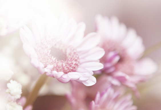 502dfaff29ad43c6b6ccc4538913dbb7.png 鲜切花.png