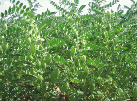 e29a4e1e730eafcebb62cd1ae0727cd6.png 鹰嘴豆.png