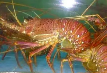 ddf25b1440a2b7e117486ef34802c224.png 鲜活水产品.png