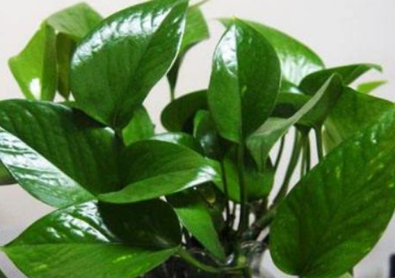 【进口案例】荷兰亮叶剂深圳皇岗进口报关清关 【进口案例】荷兰亮叶剂深圳皇岗进口报关清关