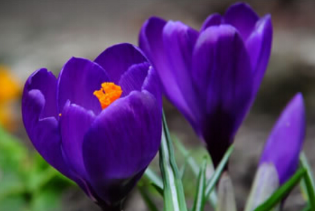 4f4115c4013cfa877a4e325f8cd23d27.png 番红花.png