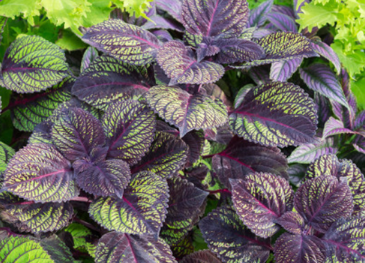 12c19c32000be21f00c2713b7bb52da4.png 紫苏叶.png