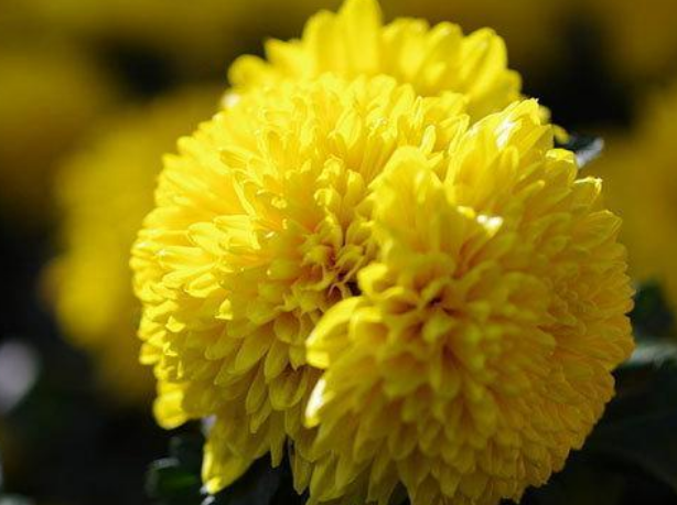 e44b9ad51aba01f0d77beecb9ce8d66a.png 菊花.png