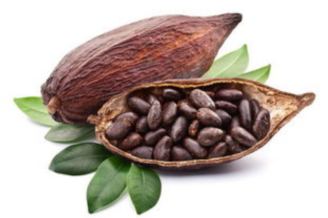 07666ccb851577bb2ac1761b95e7a2df.png 可可豆.png