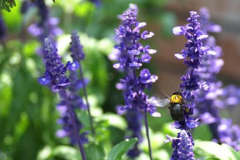 31401b5c615af24af8f0a1435d8afbb5.png 快乐鼠尾草精油.png