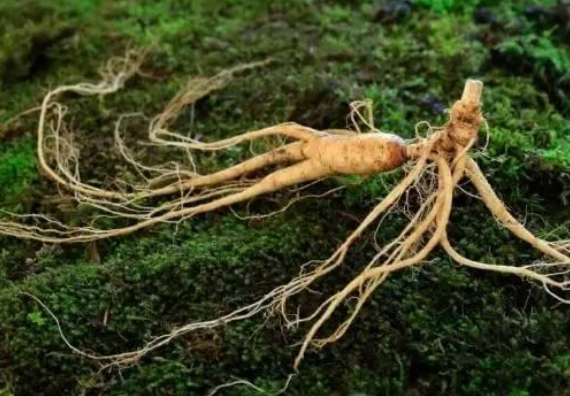 394dc86bb3ad859f43993641080761de.png 人参.png