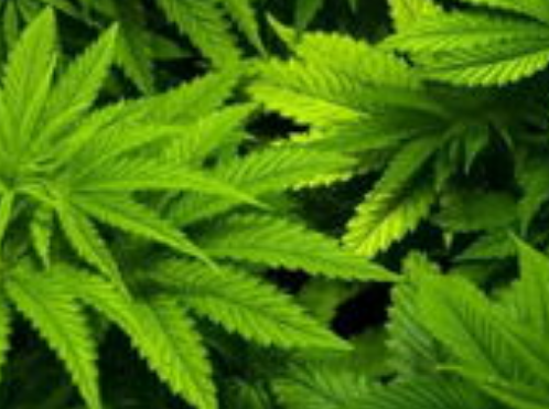 58fd4aa26237b9f15b4222877fff561a.png 大麻.png