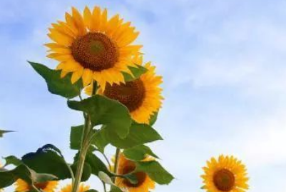 d143552d22585ac0dad0ea9a65ae6a4e.png 向日葵.png