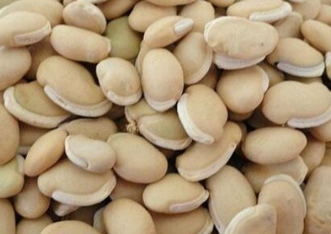 87e5bad3c92d23f3b7acfaf187e7d6d8.png 白扁豆.png