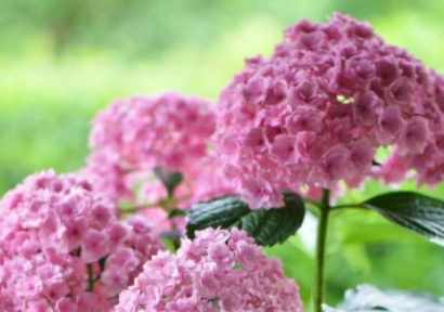 3b5ee2a3df2edcce54380da36fbd7d47.png 绣球花.png