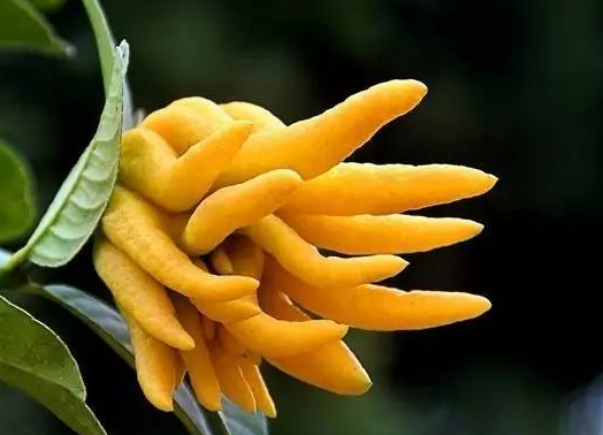 29f0c8641f5015309f61eaab865cffc5.png 佛手.png