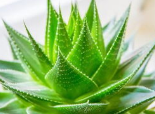 a460d00dfa6716a3384d5bfefe640e28.png 芦荟.png