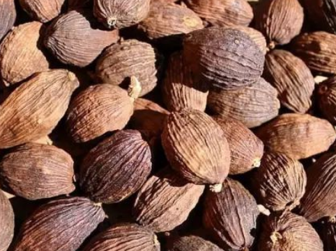 d721a522c15182dc862a46d5dfb33364.png 砂仁.png