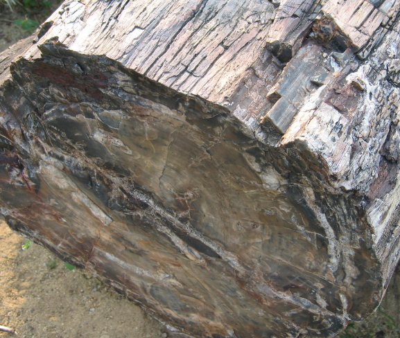 07d772a892905eee86c24d3e825f7ca1.png 硅化木.png