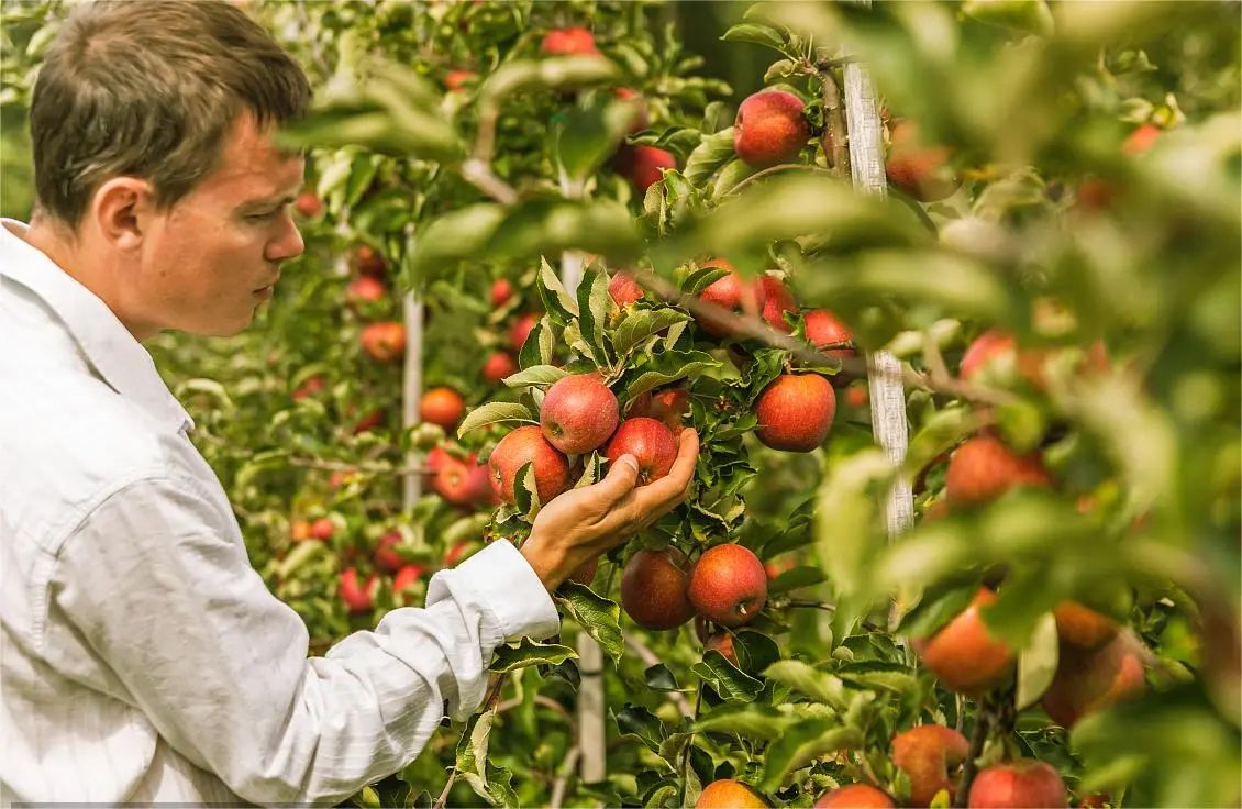 c1f48882fe65c37f65d765126440b8ca.jpg 德国苹果.jpg