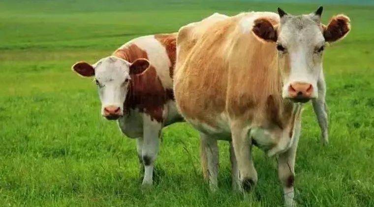 f5301e8b1c1d2adb6a9f1654d01f828f.jpg 4.jpg