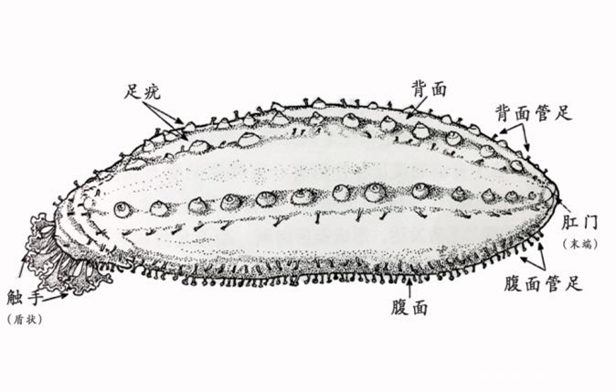 257f74f7a3c423948c2b543df7fa47bd.png 海参图片3.png