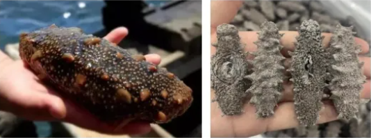 669d7b32cac93f33cbd73634c190e982.jpg 海参.jpg