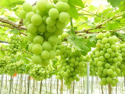 政策解读:进口巴西鲜食葡萄植物检疫要求 政策解读:进口巴西鲜食葡萄植物检疫要求