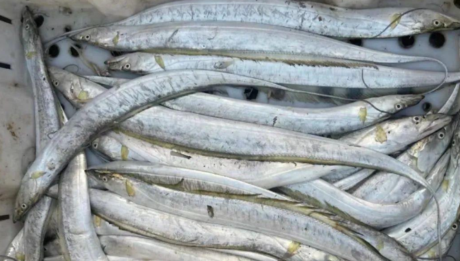 072bd9ff77ee2a649b590196b8cd19c2.jpg 沙带鱼.jpg