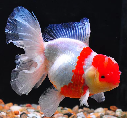 政策解读 | 关于进口马达加斯加海捕观赏鱼检疫和卫生要求的公告 政策解读 | 关于进口马达加斯加海捕观赏鱼检疫和卫生要求的公告