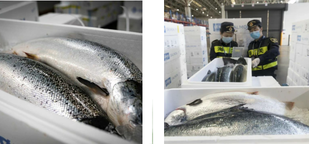 dd2602ff6b19730053d607250188159f.jpg 三文鱼2.jpg