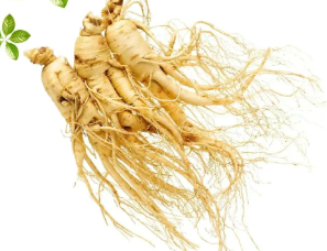 02ae38eb9360a840d1d49fbc31a5220e.png 人参.png