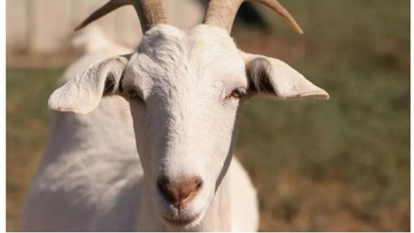 进口智利羊肉检验检疫要求 进口智利羊肉检验检疫要求