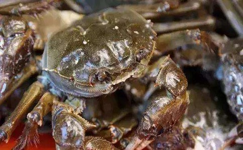 深圳进口海鲜报关公司 深圳进口海鲜报关公司