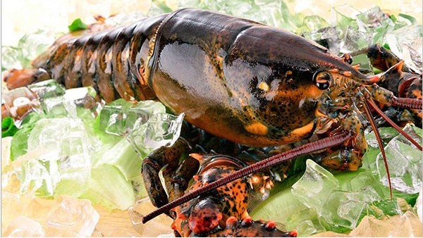 进口波士顿龙虾 进口波士顿龙虾
