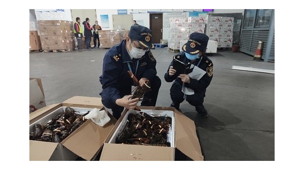 杭州海关助力波士顿龙虾快速进口报关通关 杭州海关助力波士顿龙虾快速进口报关通关