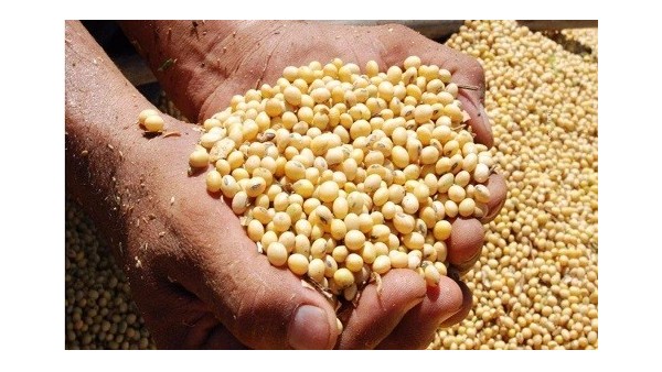 转载:巴西大豆高效进口报关清关 转载:巴西大豆高效进口报关清关