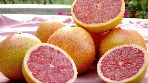 进口南非柑橘冷藏船运输检疫要求,运输途中冷处理操作程序 进口南非柑橘冷藏船运输检疫要求,运输途中冷处理操作程序