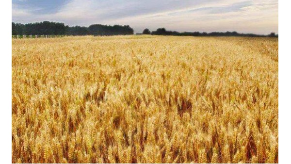 海关总署公告2022年第21号(关于允许俄罗斯全境小麦进口的公告) 海关总署公告2022年第21号(关于允许俄罗斯全境小麦进口的公告)