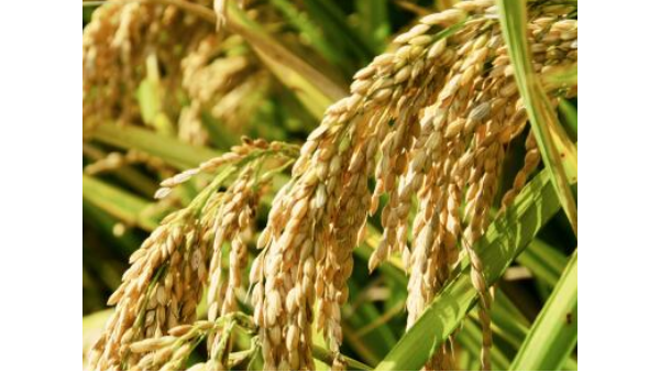 农产品进口关税配额政策梳理 农产品进口关税配额政策梳理