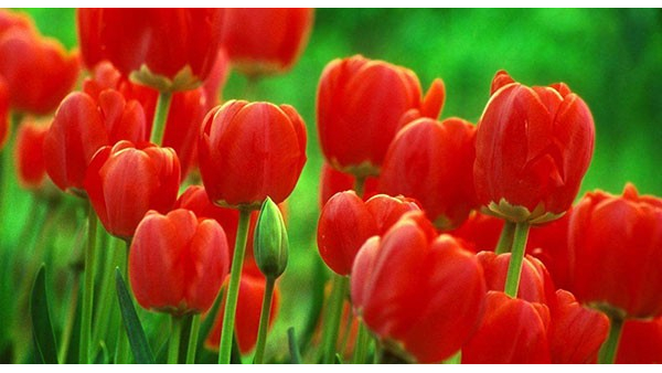 鲜花进口报关 鲜花进口报关