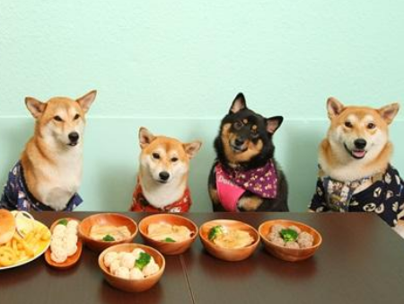 3宠物食品沙田港进口清关,宠物食品进口清关,宠物食品进口清关代理 3宠物食品沙田港进口清关,宠物食品进口清关,宠物食品进口清关代理