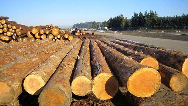木材进口报关报检 木材进口报关报检