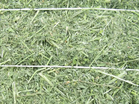 苜蓿草佛山进口报关代理,苜蓿草报关代理,苜蓿草进口报关 苜蓿草佛山进口报关代理,苜蓿草报关代理,苜蓿草进口报关