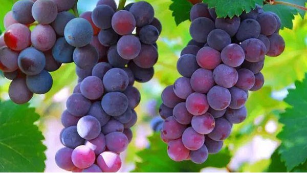 葡萄进口报关 葡萄进口报关