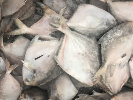 冻鲳鱼广州进口报关行,冻鲳鱼进口报关代理,冻鲳鱼报关代理 冻鲳鱼广州进口报关行,冻鲳鱼进口报关代理,冻鲳鱼报关代理