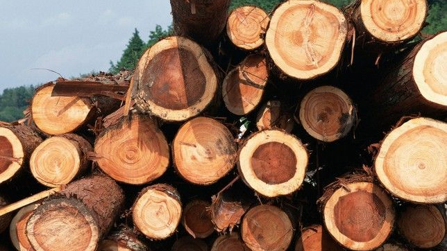 木材进口报关 木材进口报关