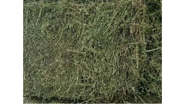 苜蓿草佛山进口通关报检资料与注意事项 苜蓿草佛山进口通关报检资料与注意事项