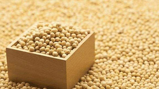 进口大豆 进口大豆