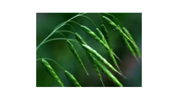 关于进口西班牙燕麦草检验检疫要求的公告 关于进口西班牙燕麦草检验检疫要求的公告