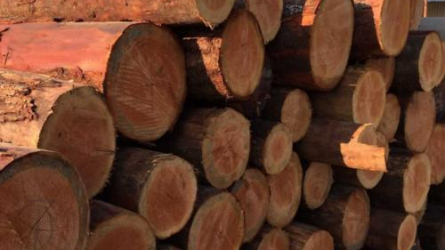 曹妃甸口岸木材进口累计突破200万立方米 曹妃甸口岸木材进口累计突破200万立方米